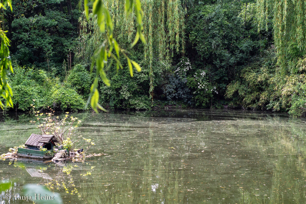 Dawn Chorus 2025