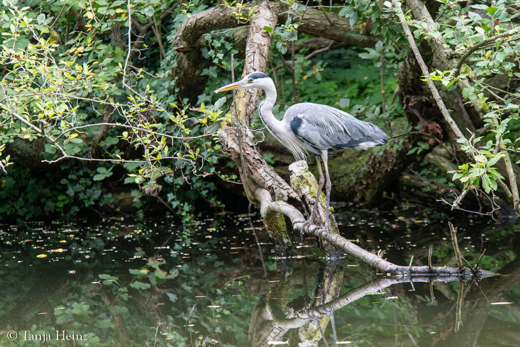 grey heron in Berlin