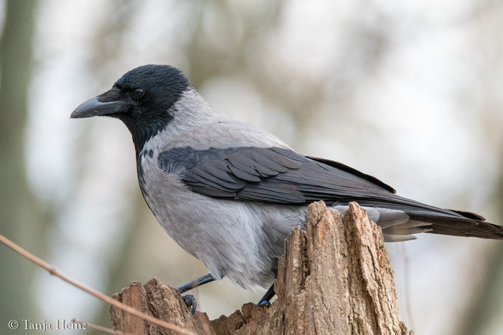 hooded crow in Berlin