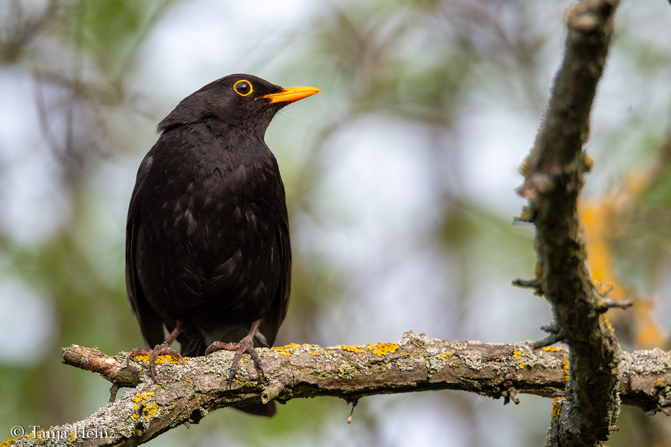Dawn Chorus 2025