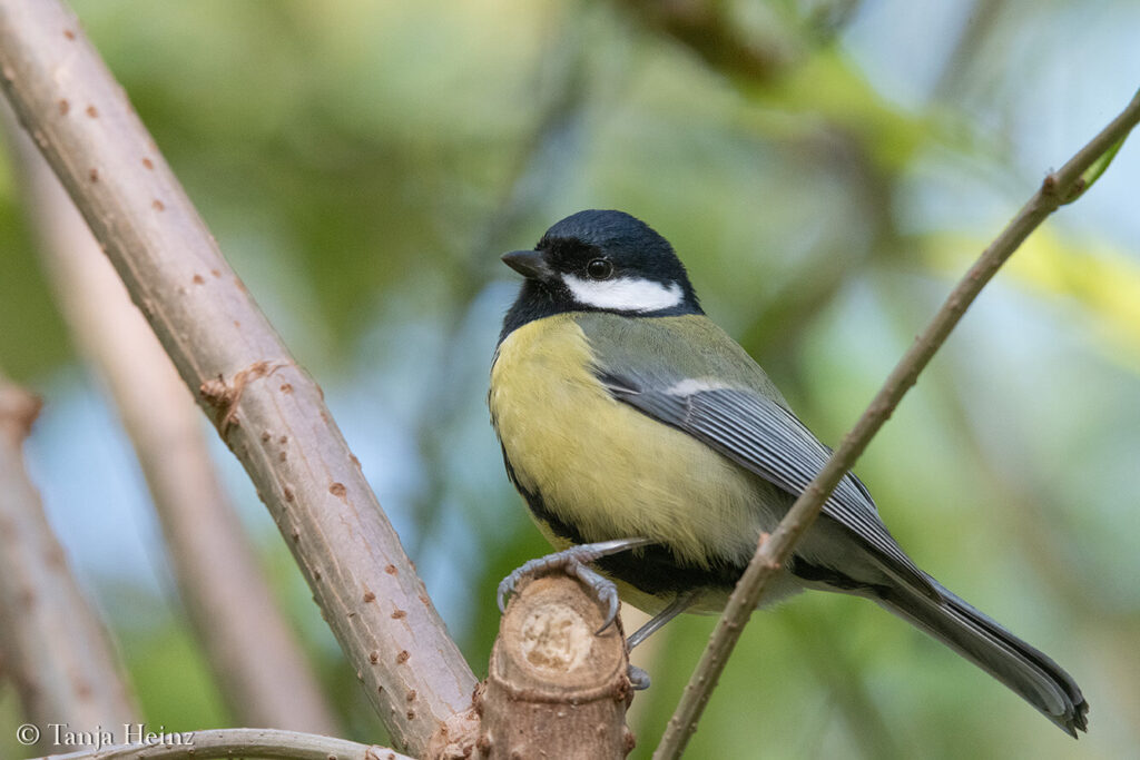 great tit in Berlin