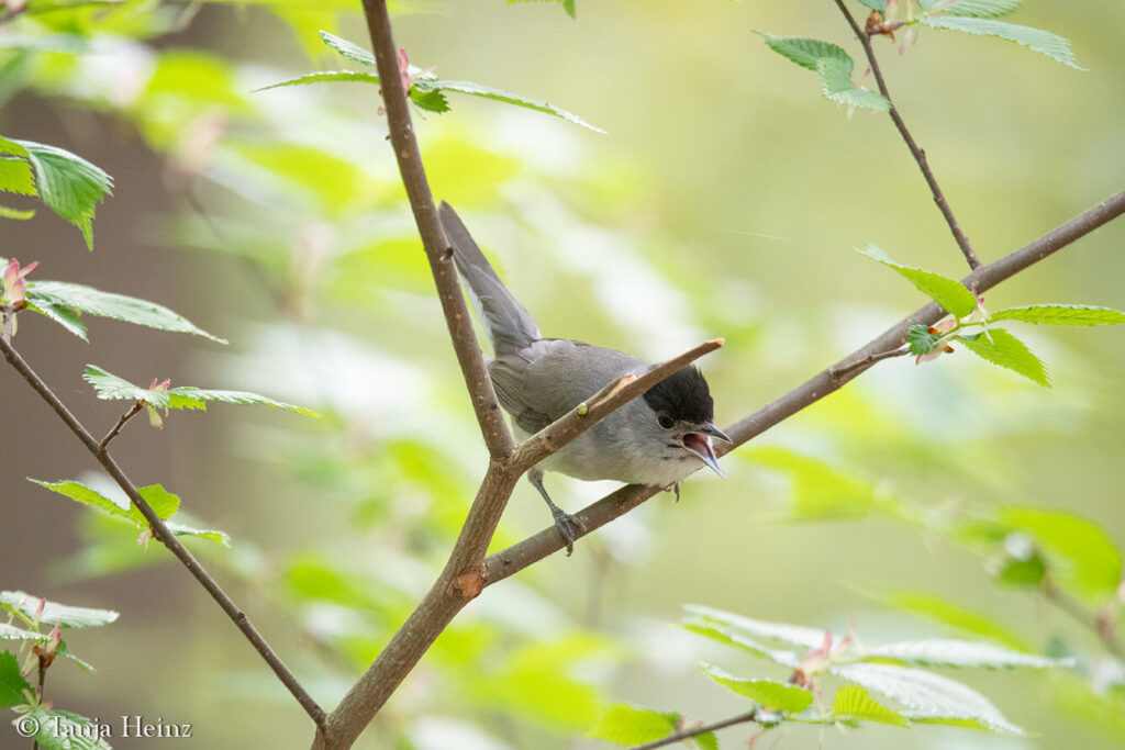 Eurasian blackcap