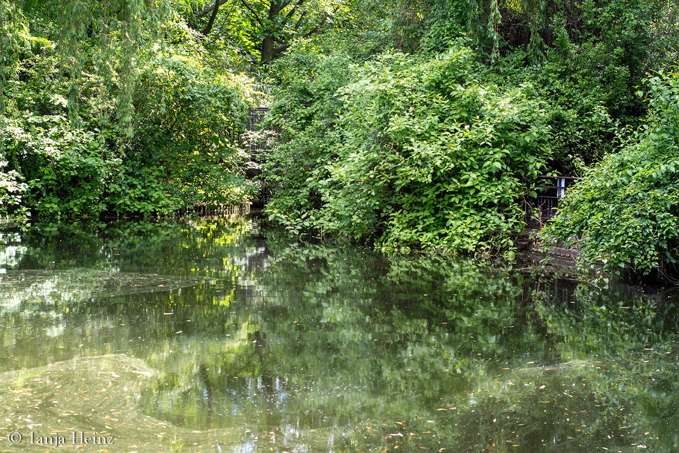 Dawn Chorus 2025
