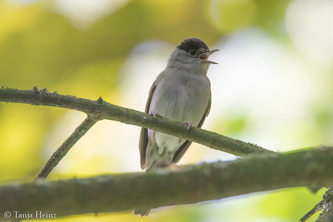 Dawn Chorus 2025