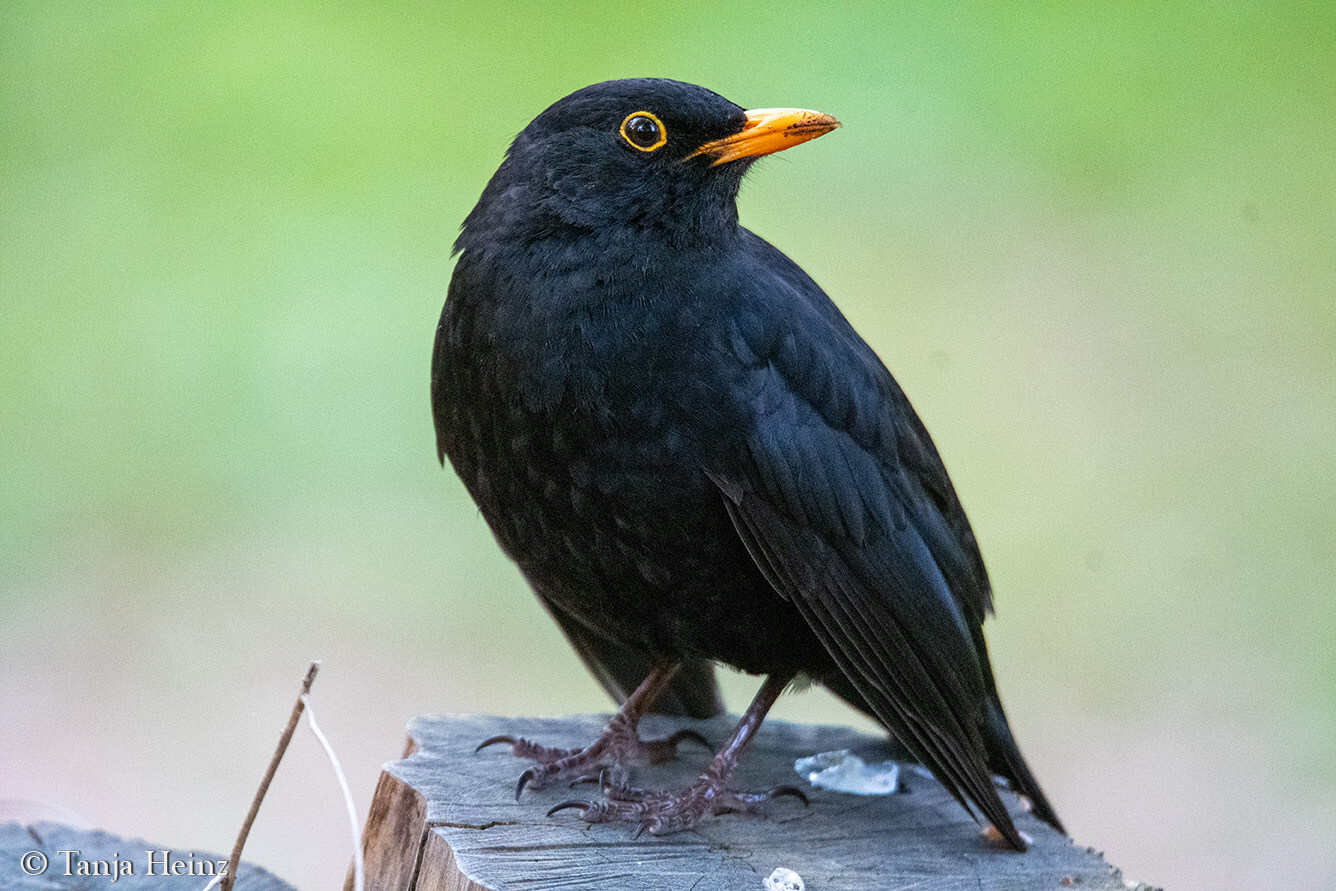Amsel in Berlin