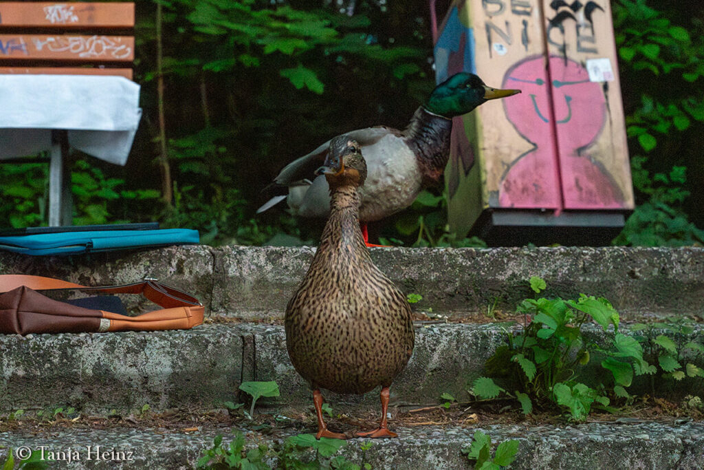mallard in Berlin