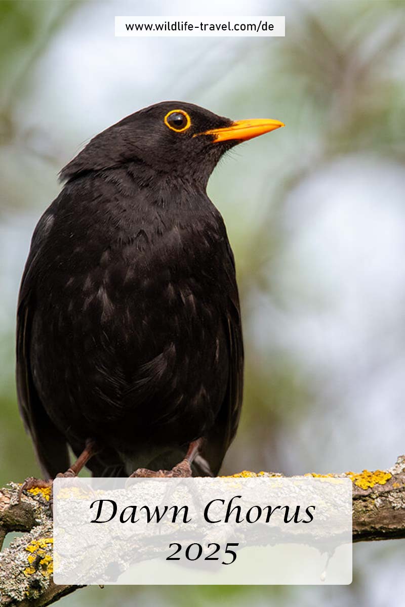 Dawn Chorus 2025
