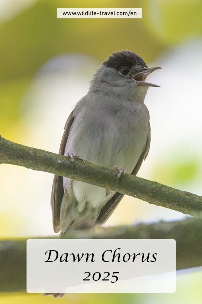 Dawn Chorus 2025