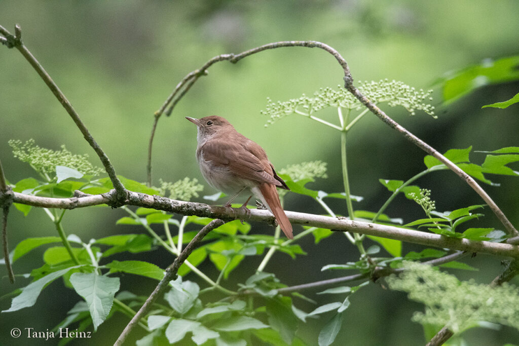 common nightingale in Berlin
