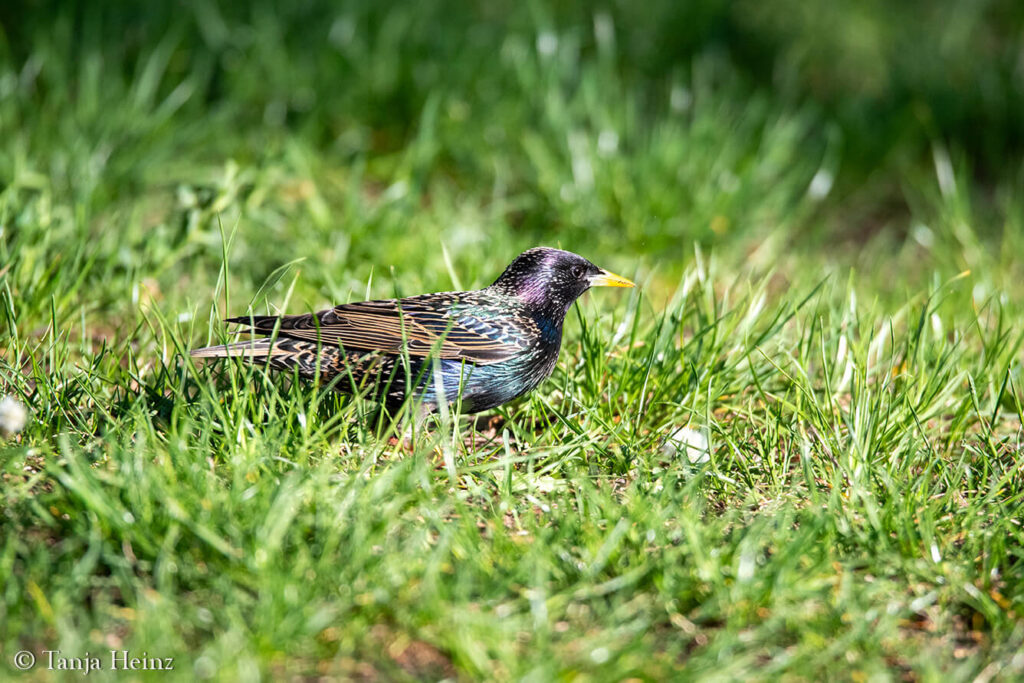 starling in Berlin