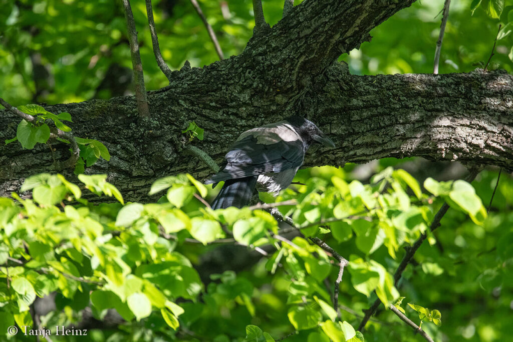 hooded crow in Berlin