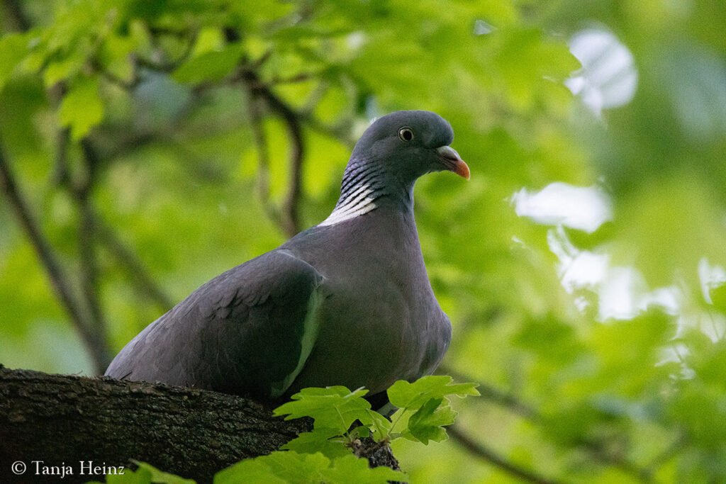 woodpigeon in Berlin