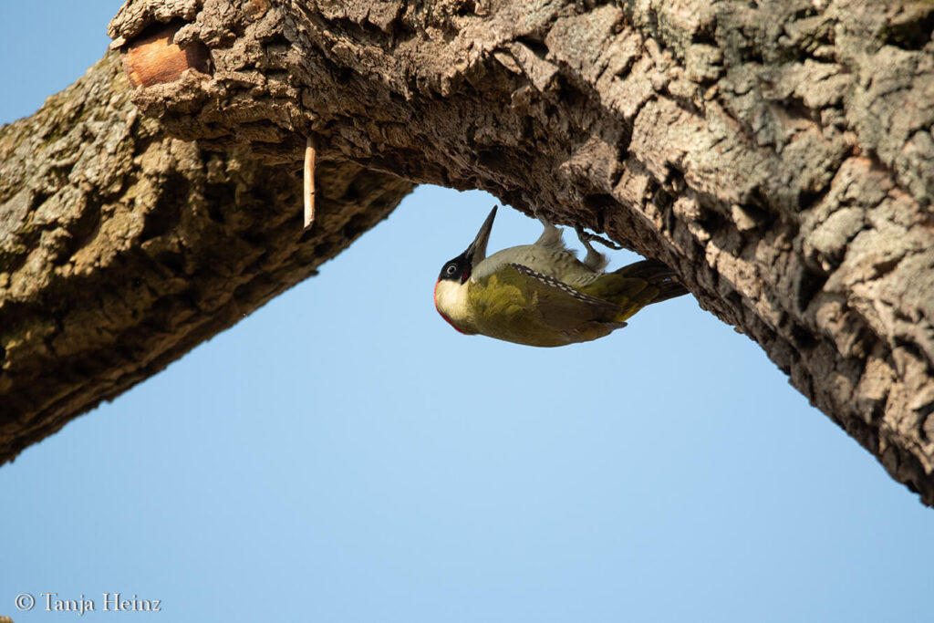 green woodpecker in Berlin