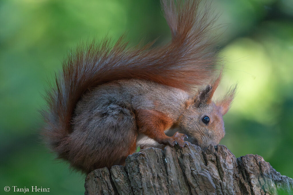 City Nature Challenge 2025