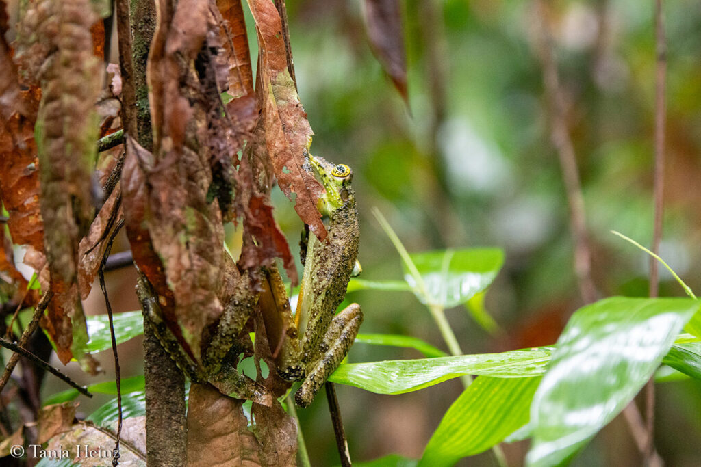 Amphibian in Brazil