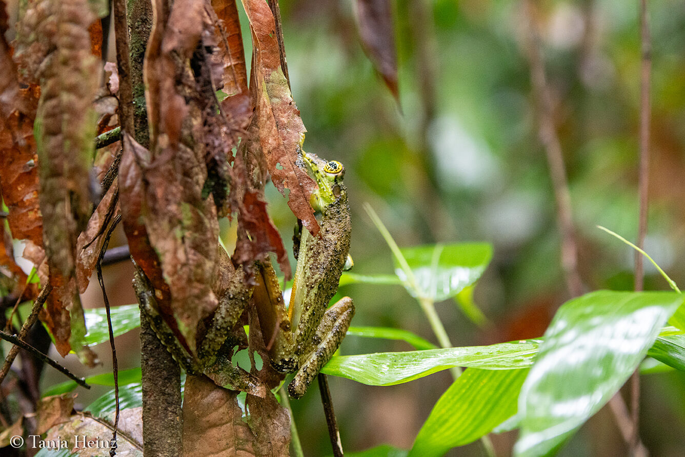 Amphibien in Brasilien