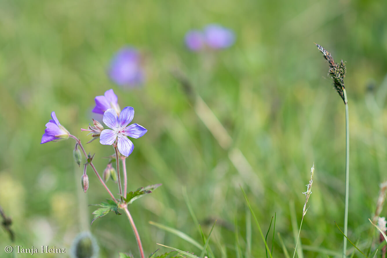 Wildblumen auf Island