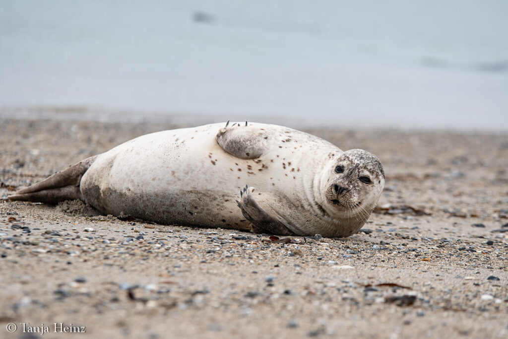 seals on Helgoland