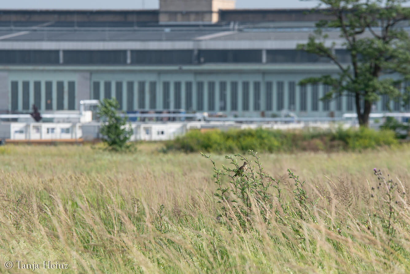 Tempelhofer Feld