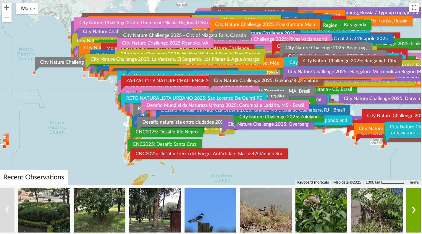 City Nature Challenge 2025
