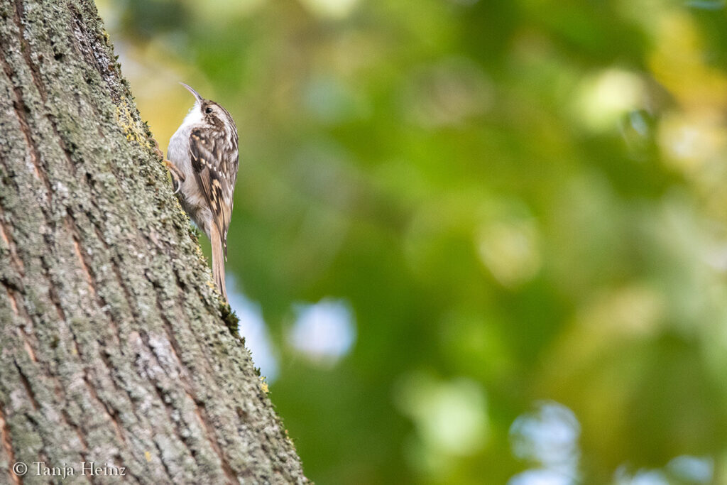 short-toed treecreeper