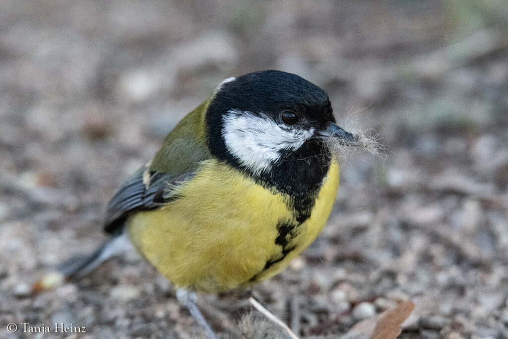 great tit in Berlin