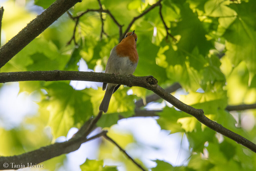 Eurasian robin in Berlin