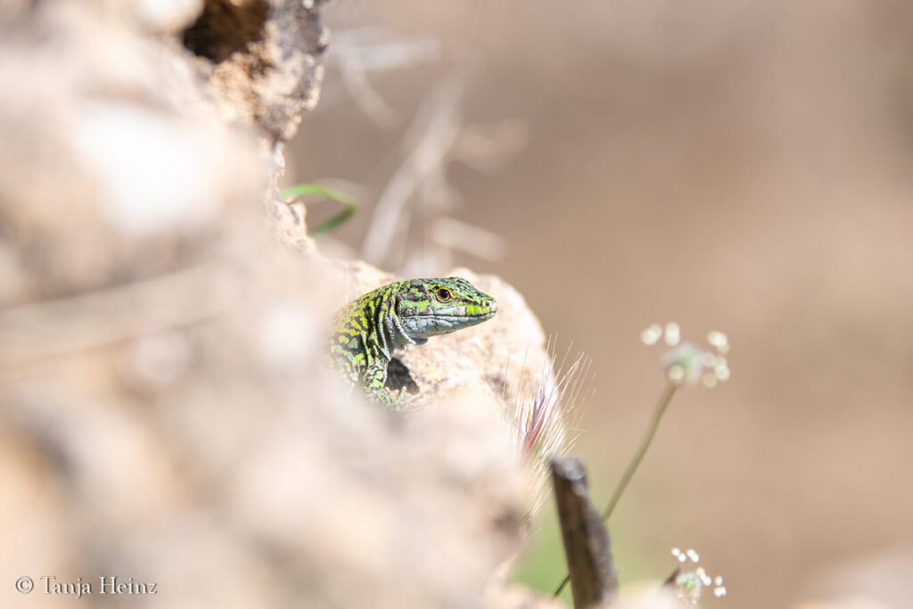 Italian wall lizard in Sardinia