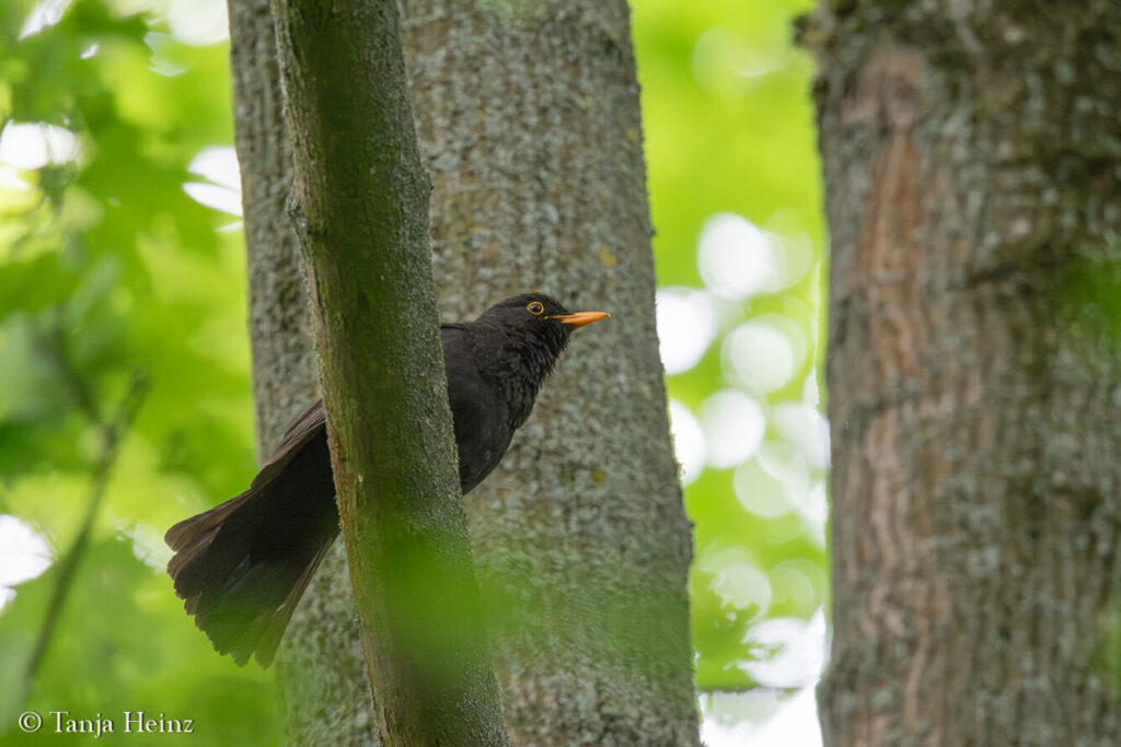 spring bird count 2025