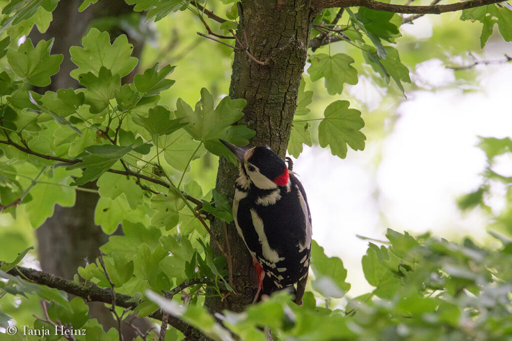 spring-bird-count-2025