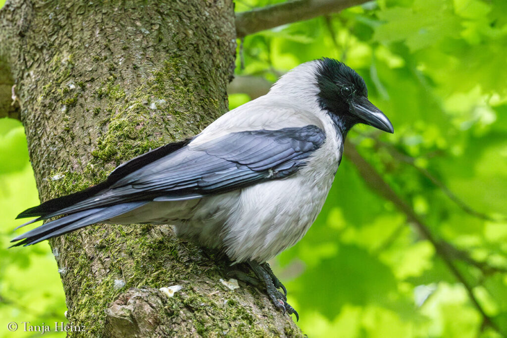 spring-bird-count-2025
