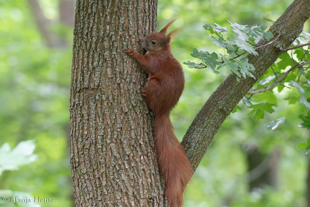 spring bird count 2025