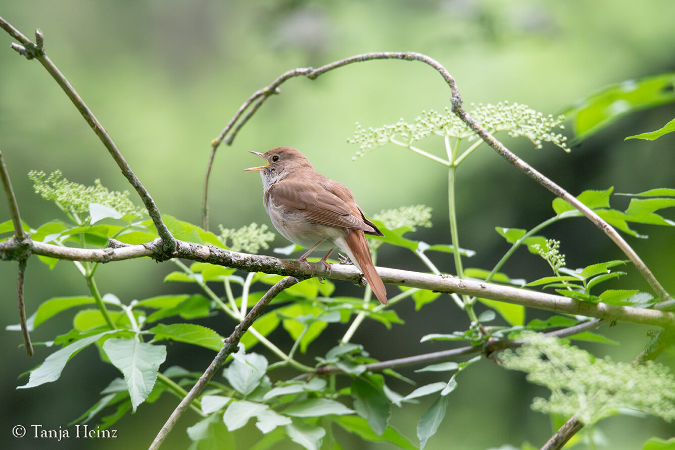 Dawn Chorus 2025