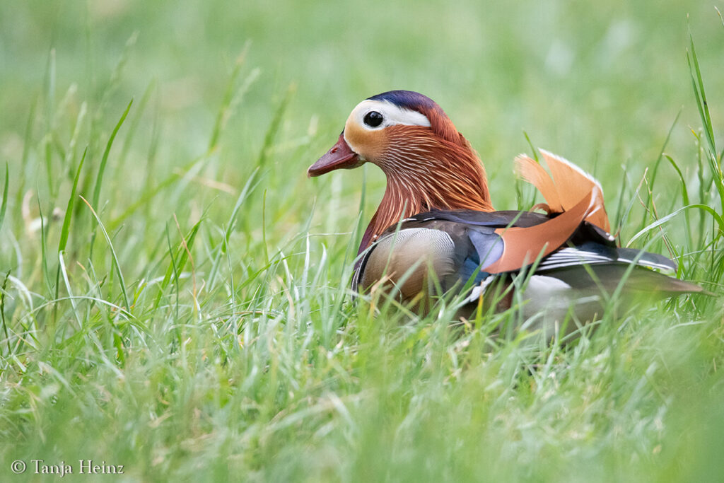 spring bird count 2025
