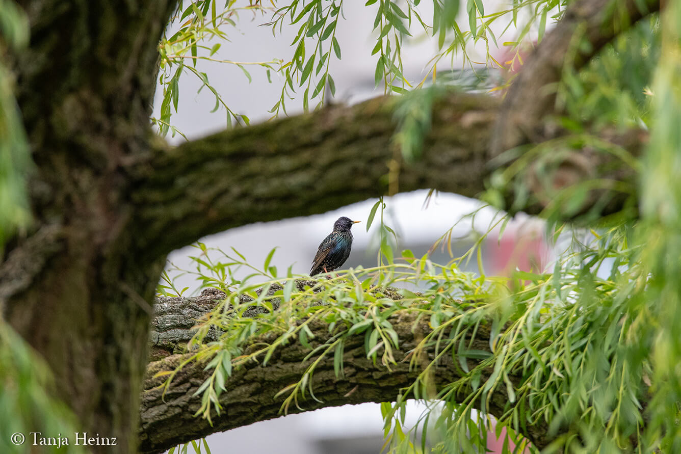 Stunde der Gartenvögel 2025
