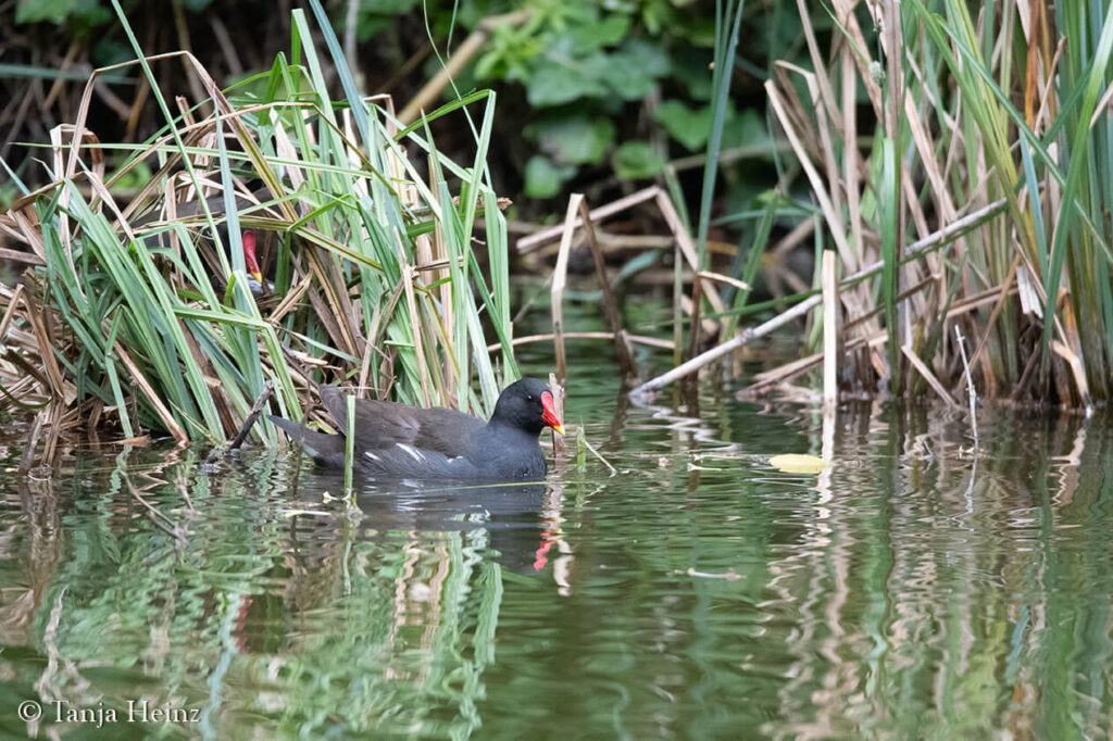 spring bird count 2025