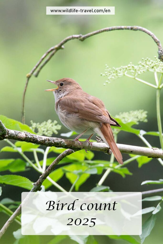 spring bird count 2025