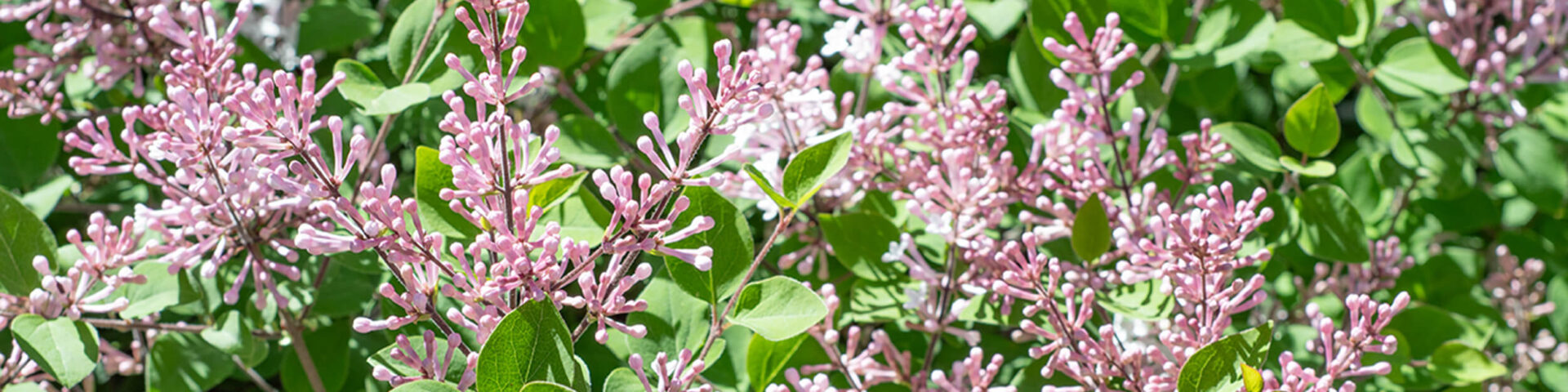 City Nature Challenge 2025