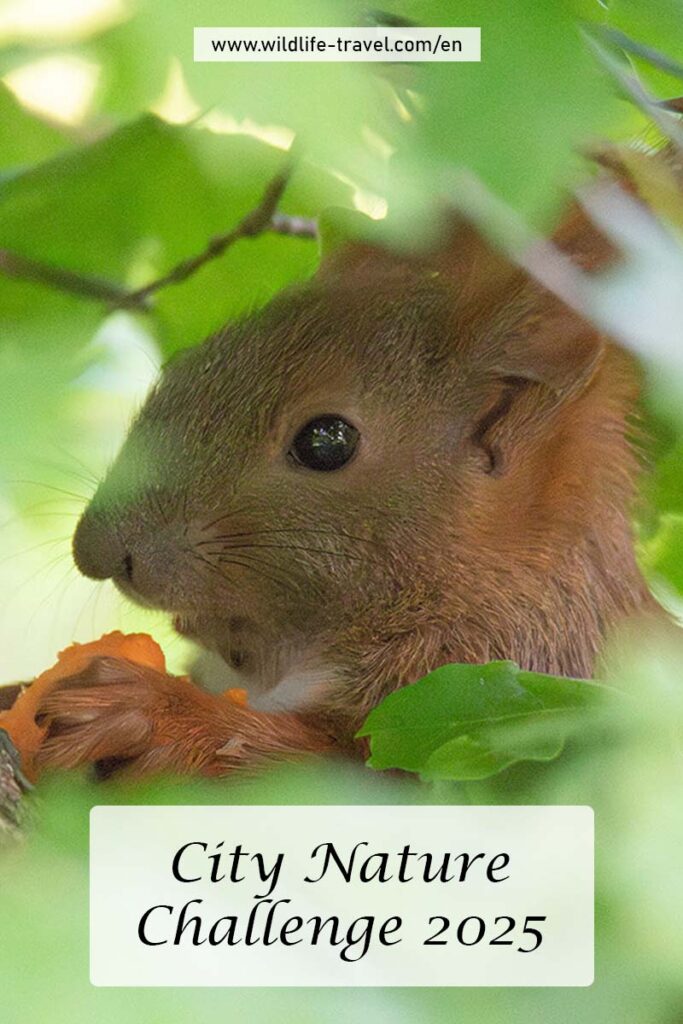 City Nature Challenge 2025