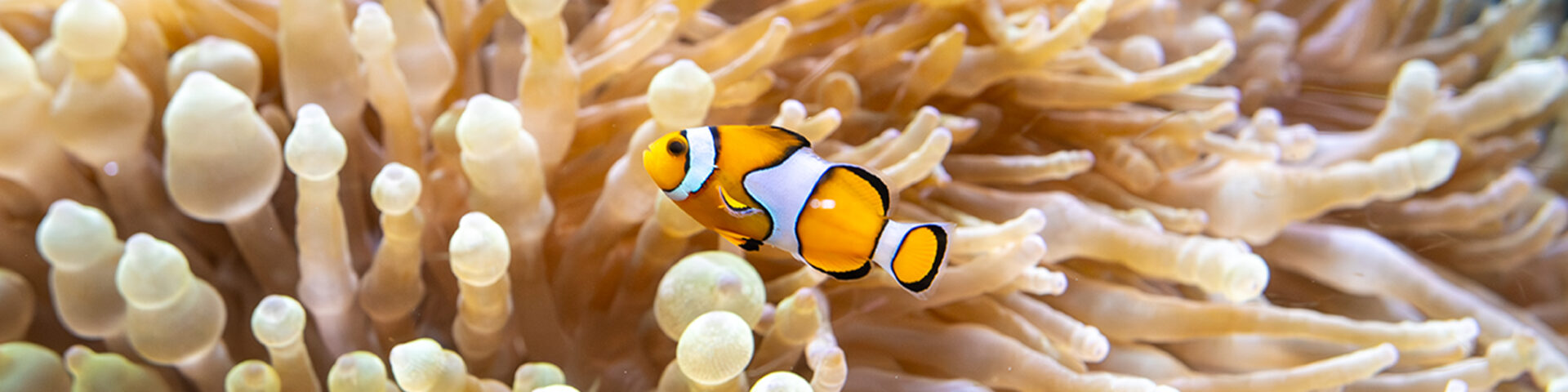 Das Ozeanographische Museum in Monaco