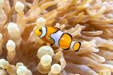 The Oceanographic Museum in Monaco