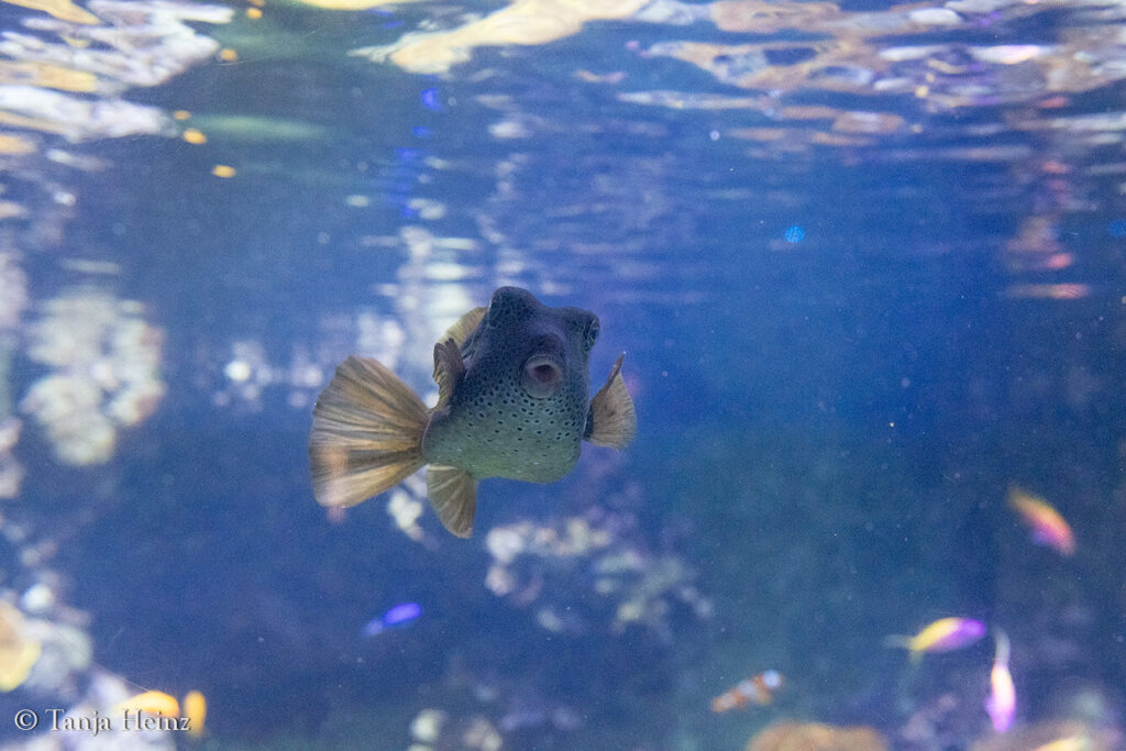 The Oceanographic Museum in Monaco