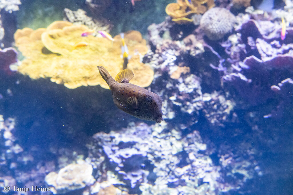The Oceanographic Museum in Monaco