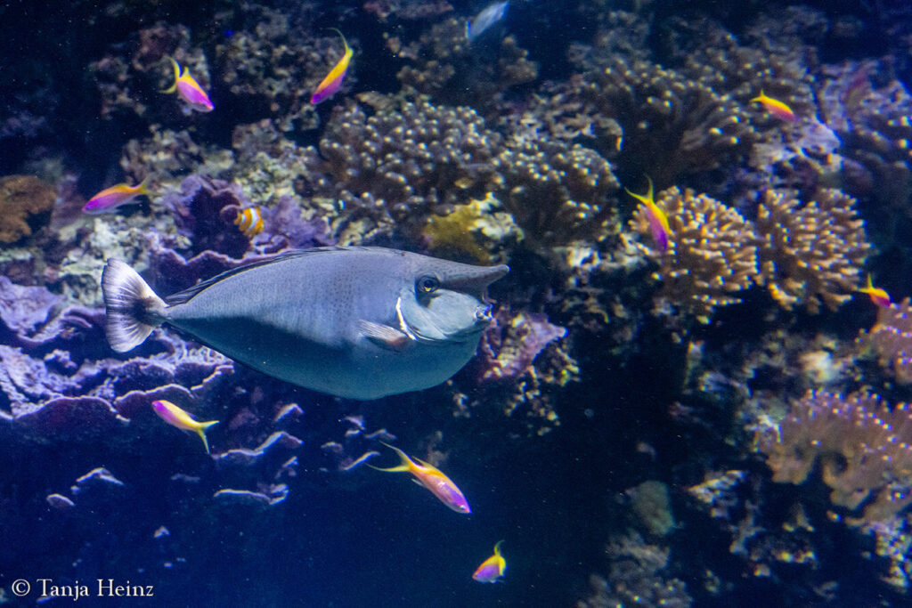 The Oceanographic Museum in Monaco