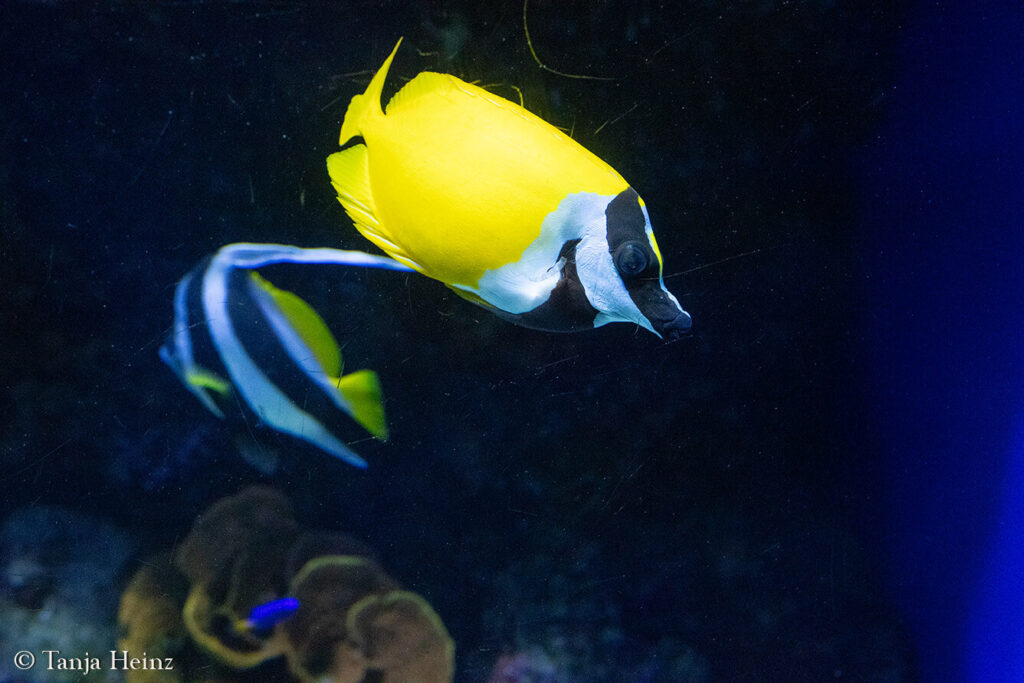 The Oceanographic Museum in Monaco