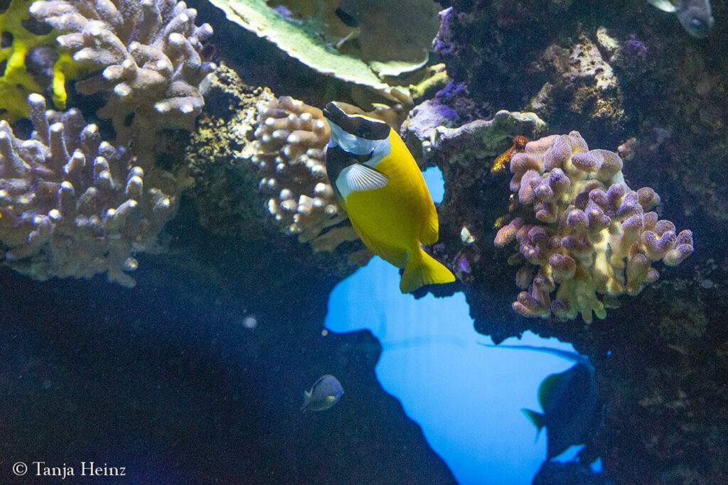 The Oceanographic Museum in Monaco