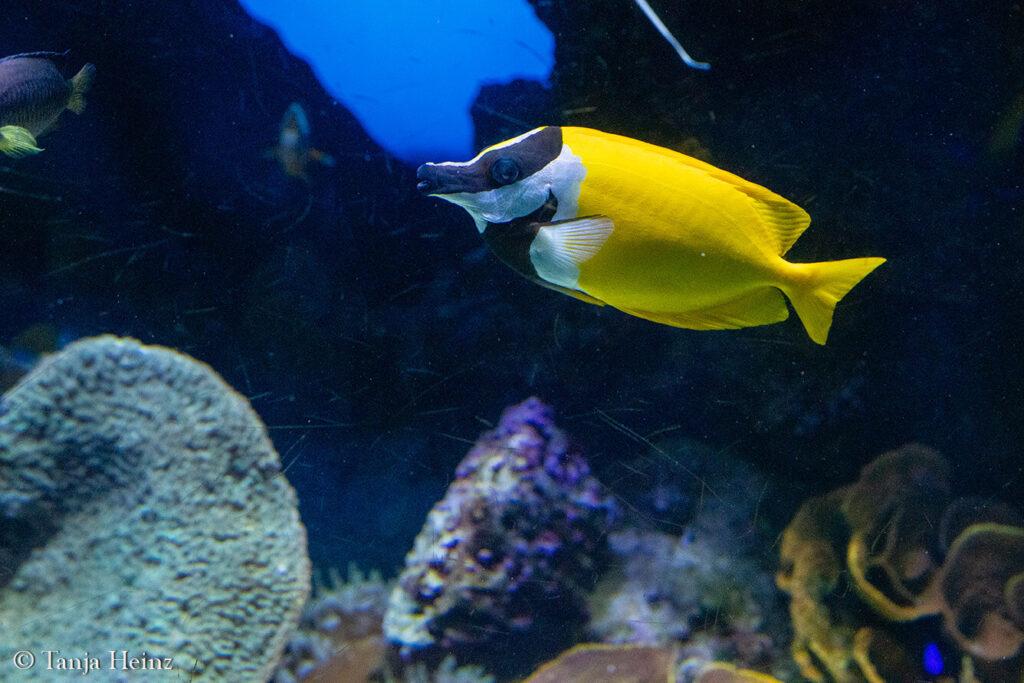 The Oceanographic Museum in Monaco