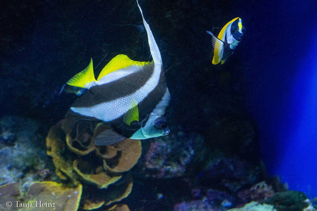 The Oceanographic Museum in Monaco