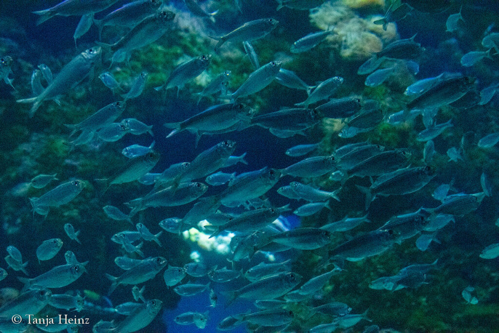 The Oceanographic Museum in Monaco