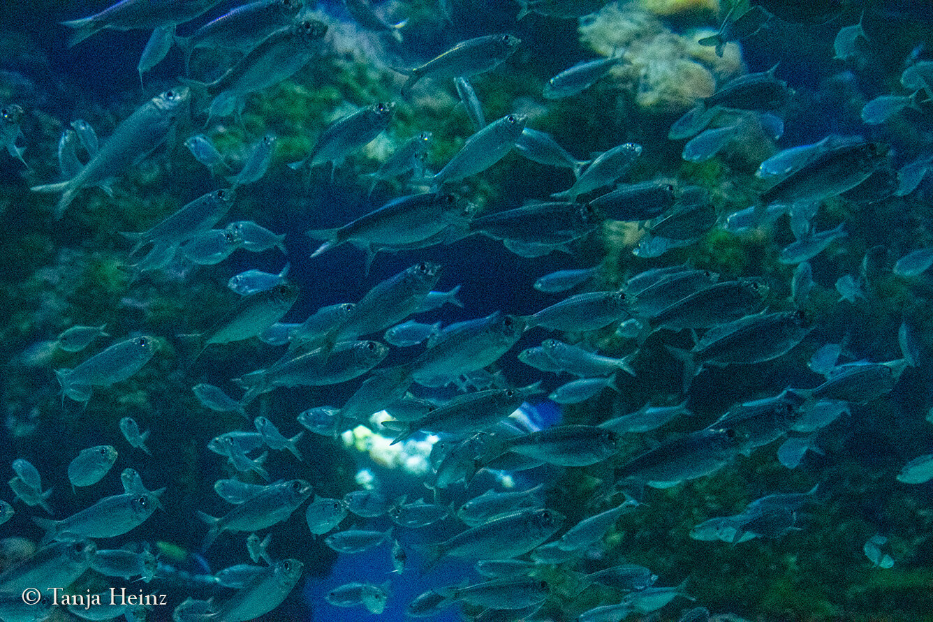 Das Ozeanographische Museum in Monaco